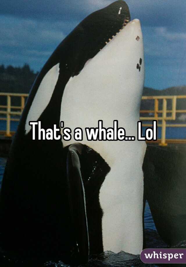 That's a whale... Lol