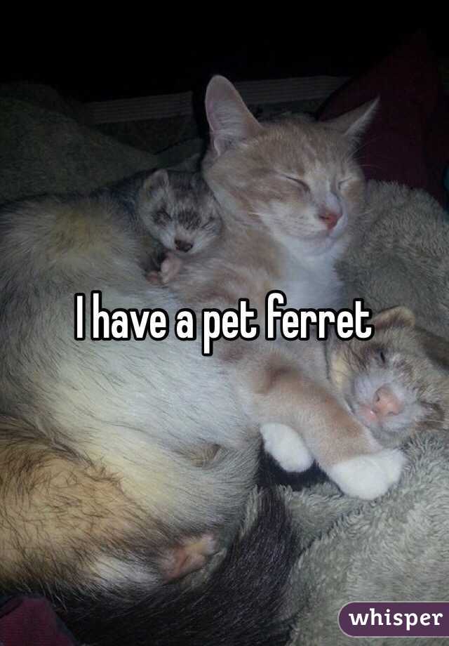 I have a pet ferret