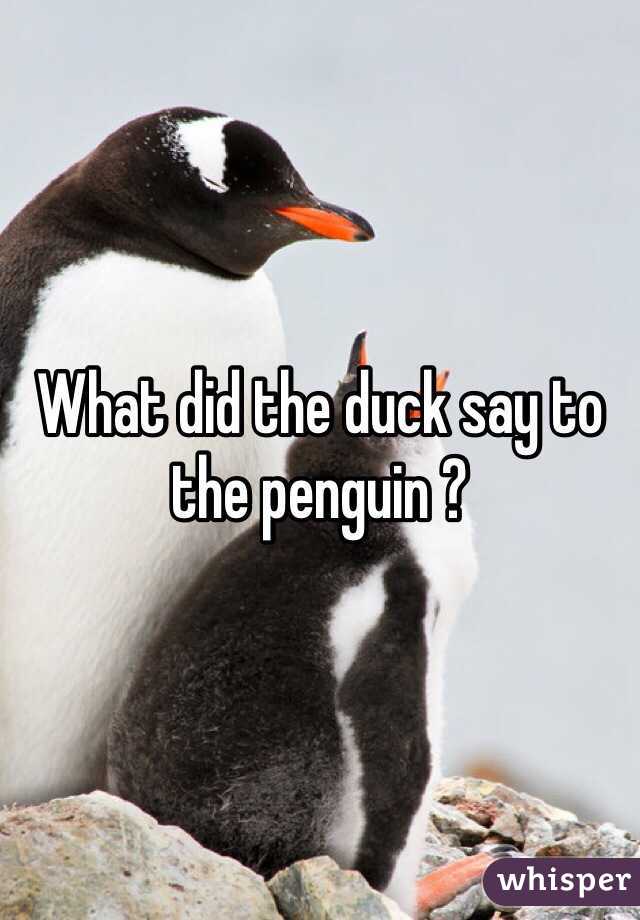 What did the duck say to the penguin ?