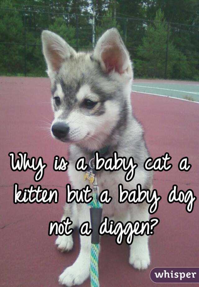 Why is a baby cat a kitten but a baby dog not a diggen?
