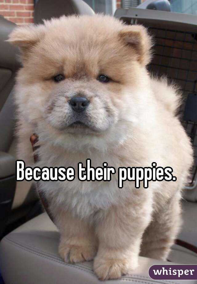 Because their puppies. 