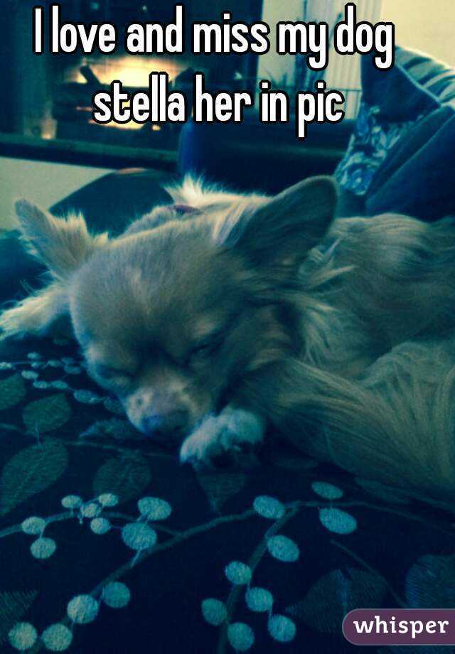 I love and miss my dog stella her in pic