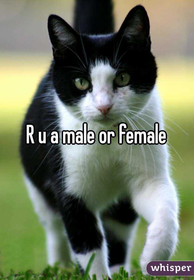 R u a male or female