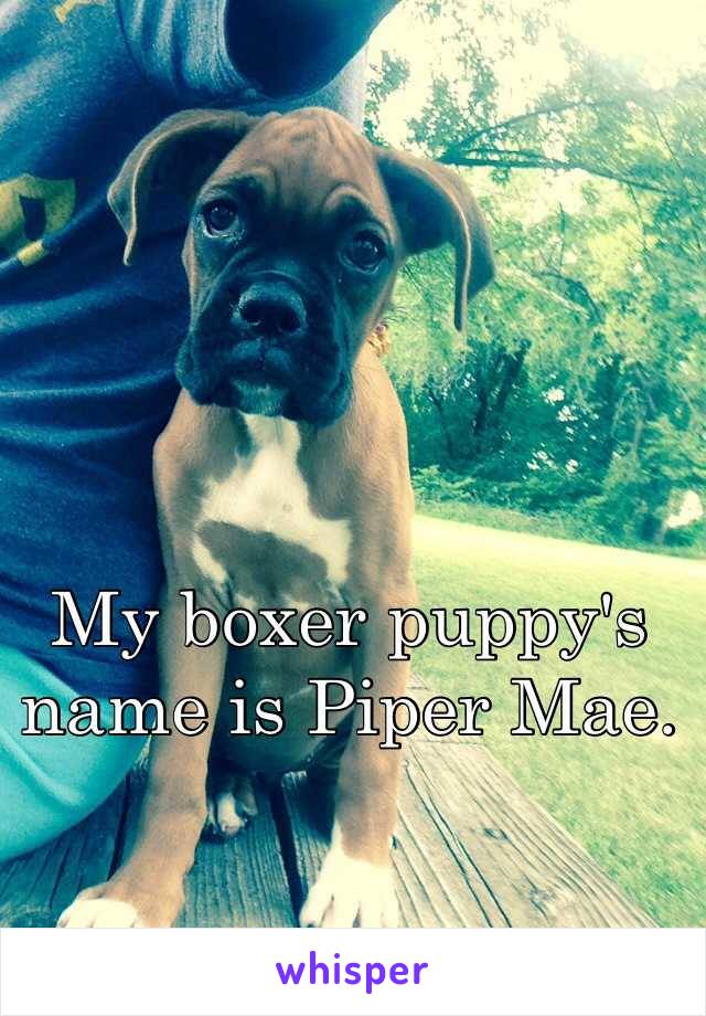 My boxer puppy's name is Piper Mae. 