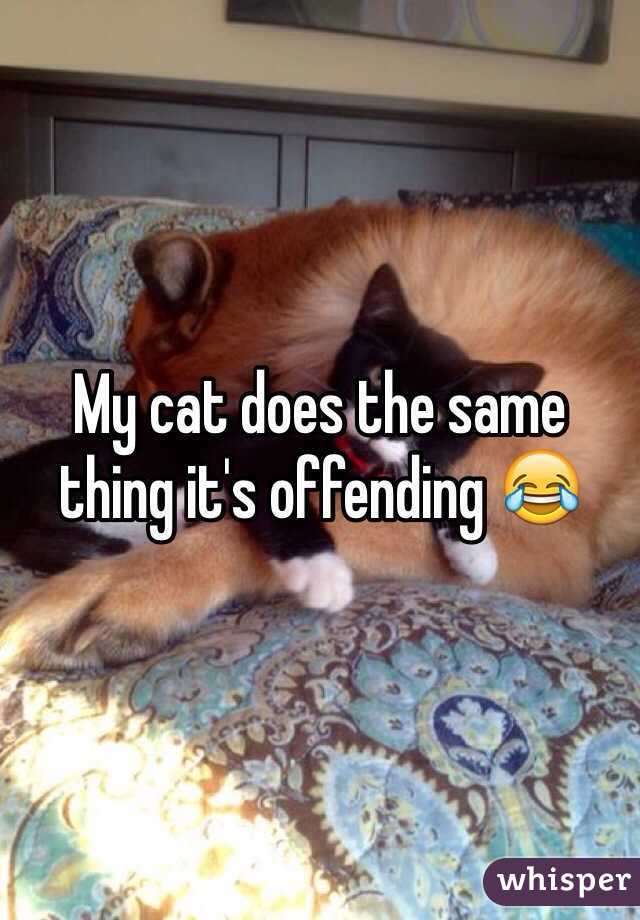 My cat does the same thing it's offending 😂