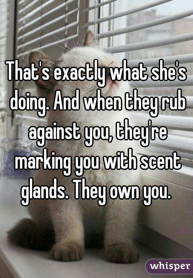 That's exactly what she's doing. And when they rub against you, they're marking you with scent glands. They own you. 