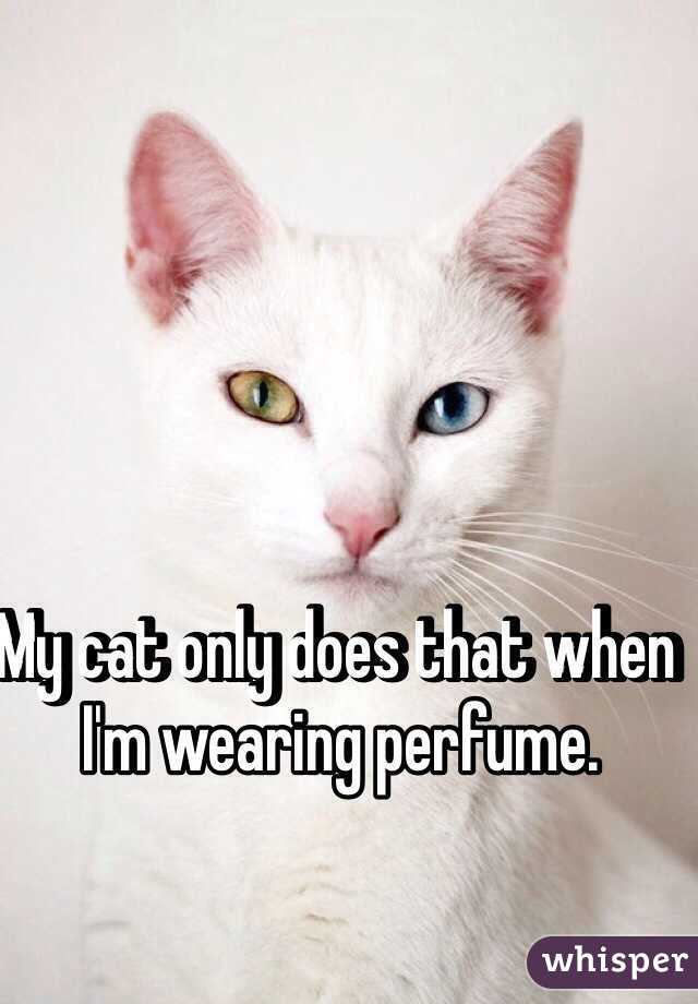 My cat only does that when I'm wearing perfume. 