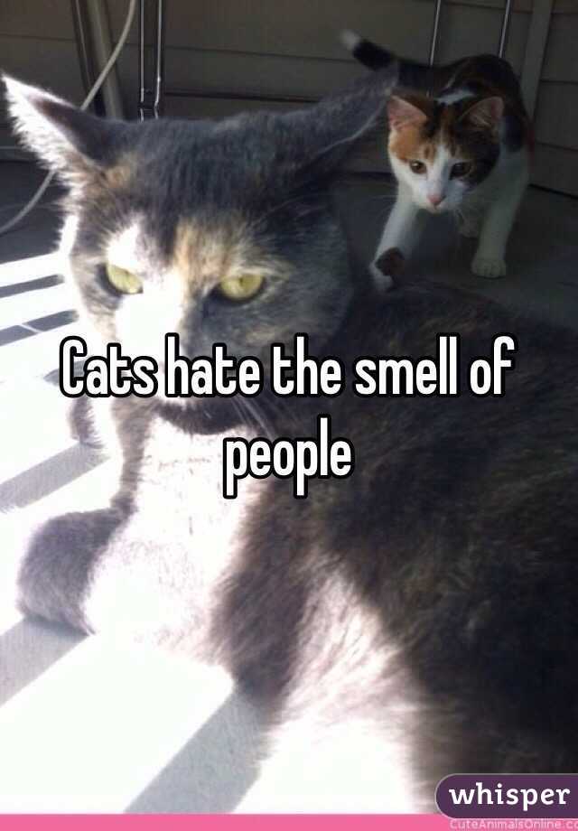 Cats hate the smell of people 