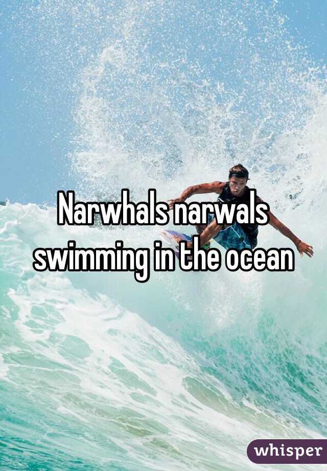 Narwhals narwals swimming in the ocean 