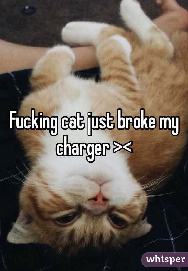 Fucking cat just broke my charger ><
