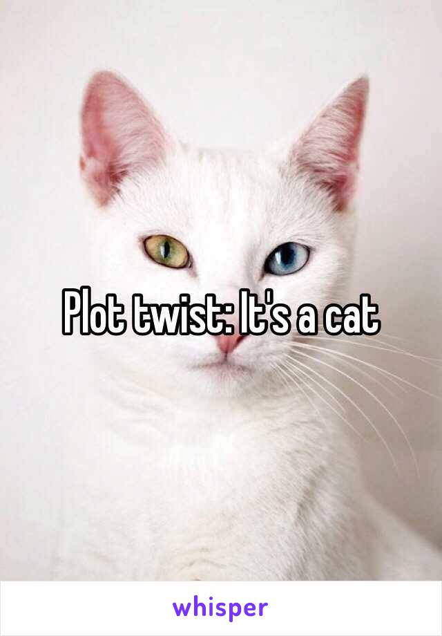 Plot twist: It's a cat