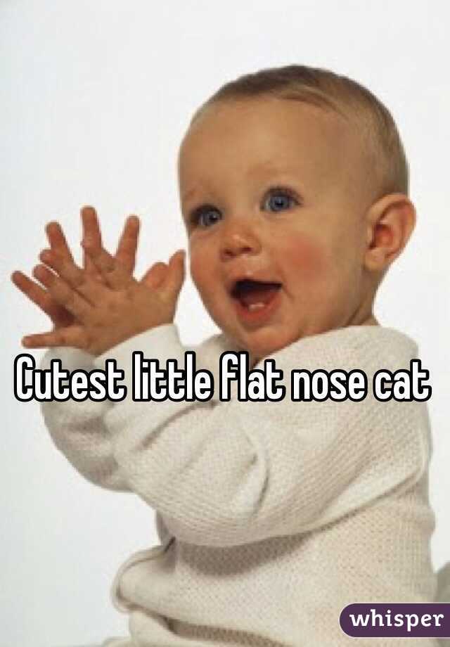 Cutest little flat nose cat
