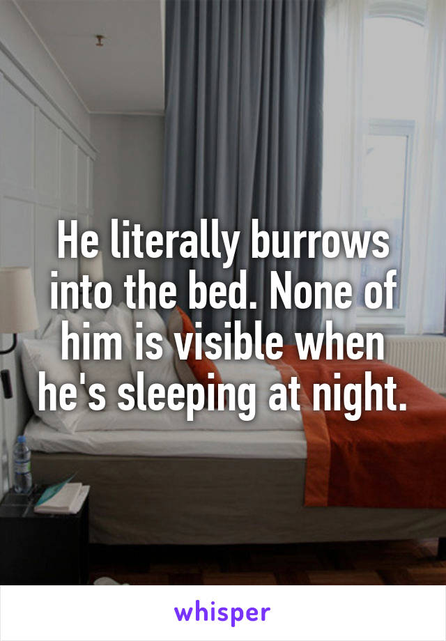 He literally burrows into the bed. None of him is visible when he's sleeping at night.
