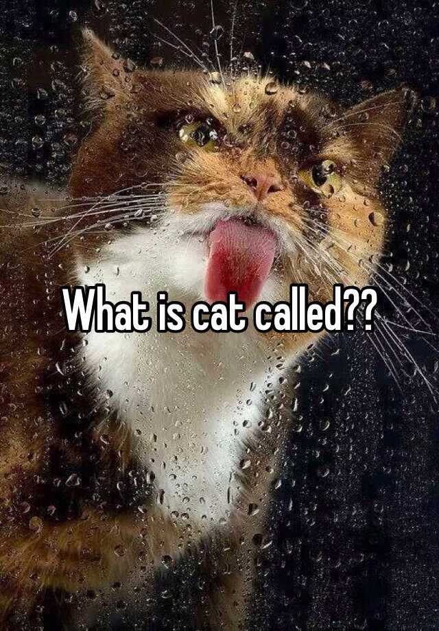 what-is-cat-called