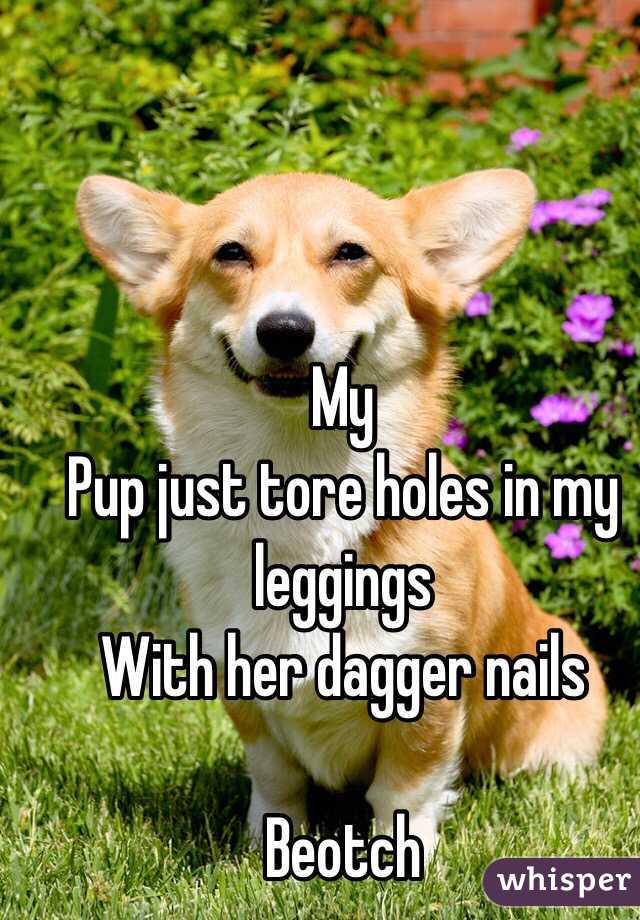 My
Pup just tore holes in my leggings
With her dagger nails

Beotch