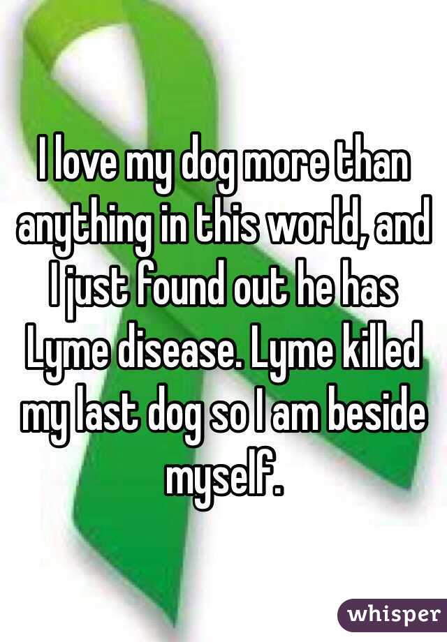 I love my dog more than anything in this world, and I just found out he has Lyme disease. Lyme killed my last dog so I am beside myself. 
