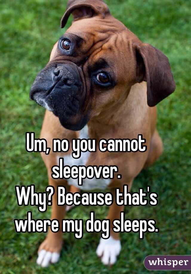 Um, no you cannot sleepover. 
Why? Because that's where my dog sleeps. 