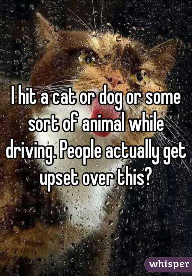 I hit a cat or dog or some sort of animal while driving. People actually get upset over this?