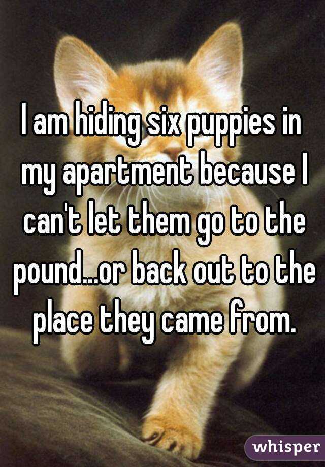 I am hiding six puppies in my apartment because I can't let them go to the pound...or back out to the place they came from.
