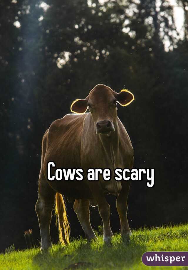 Cows are scary