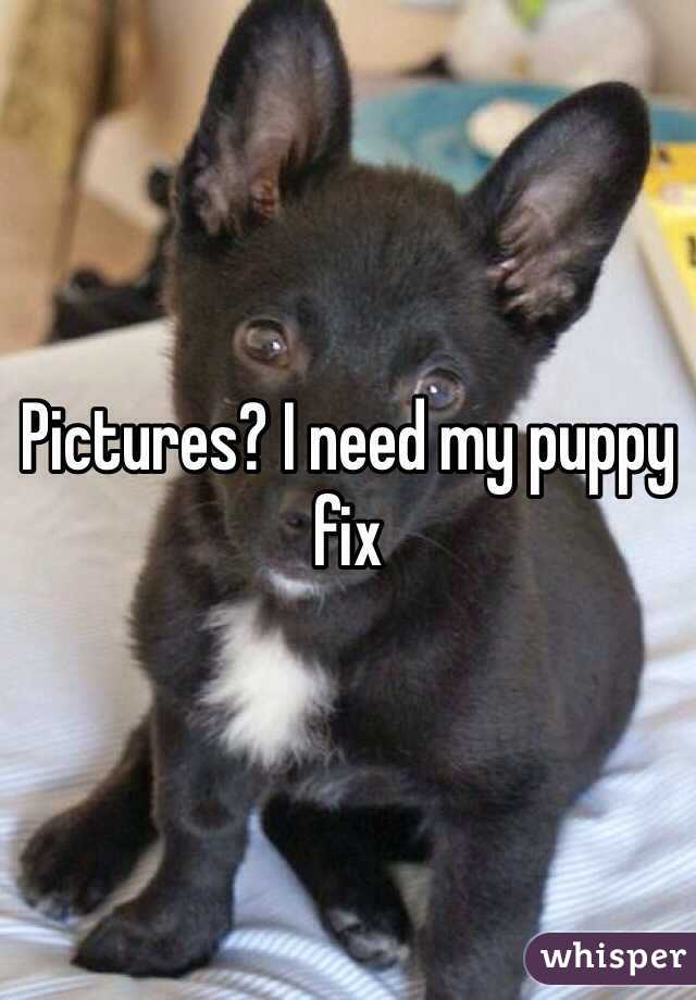 Pictures? I need my puppy fix