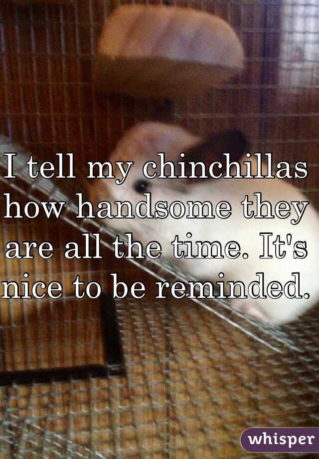 I tell my chinchillas how handsome they are all the time. It's nice to be reminded.