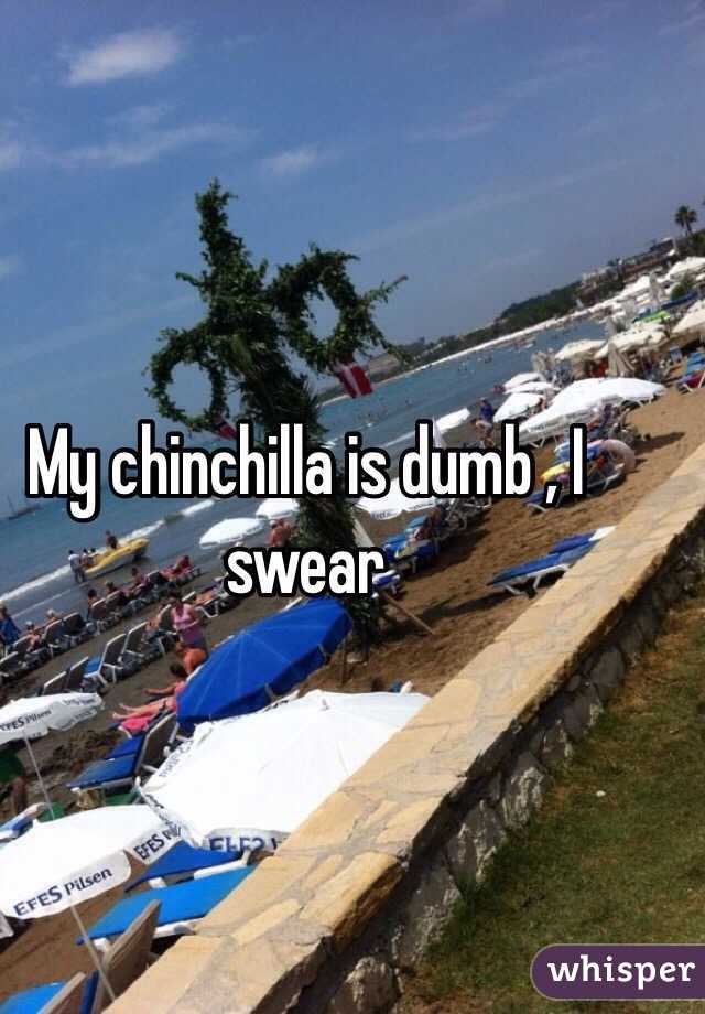 My chinchilla is dumb , I swear