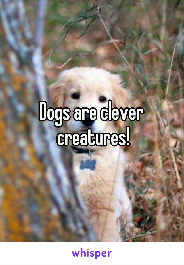 Dogs are clever creatures!