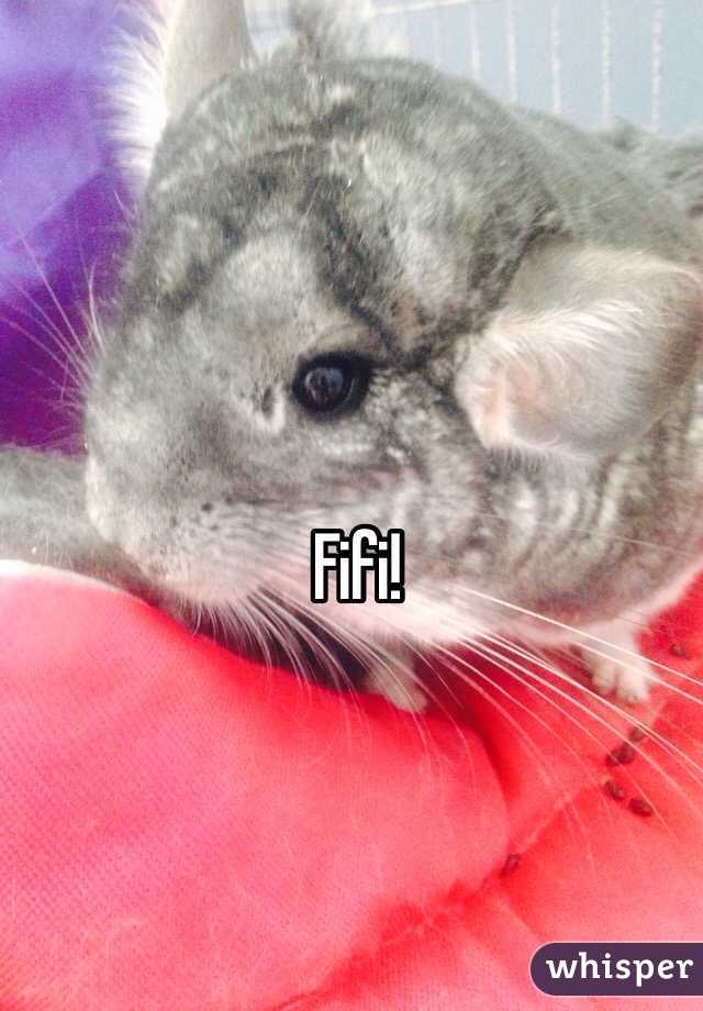 Fifi! 