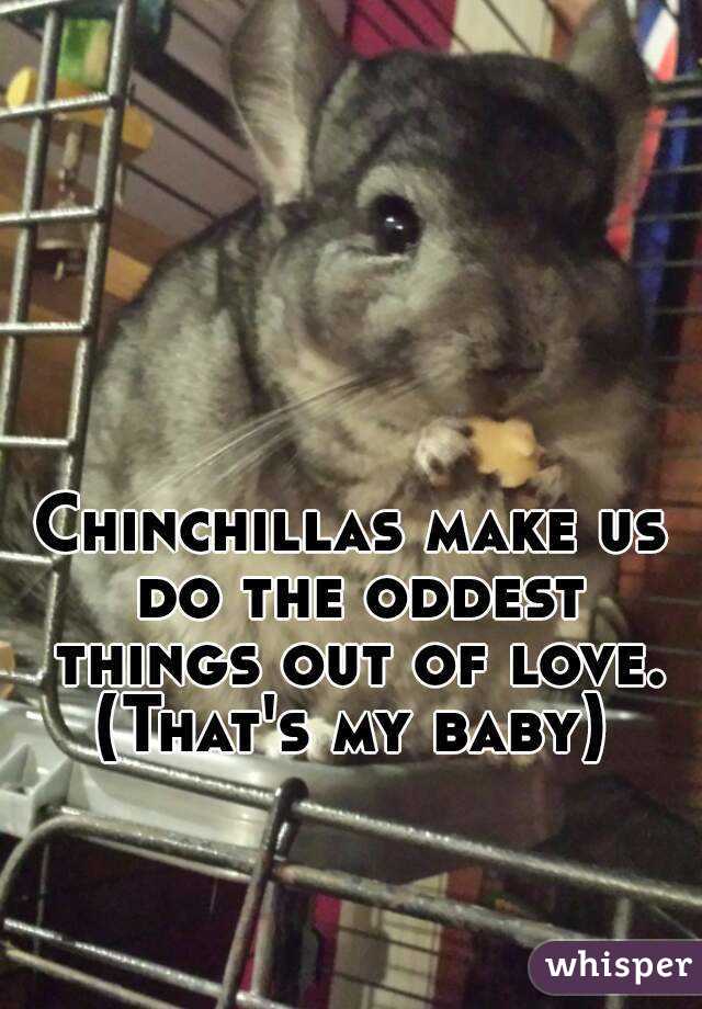 Chinchillas make us do the oddest things out of love.
(That's my baby)