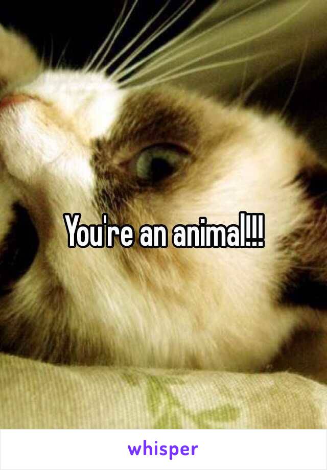 You're an animal!!!