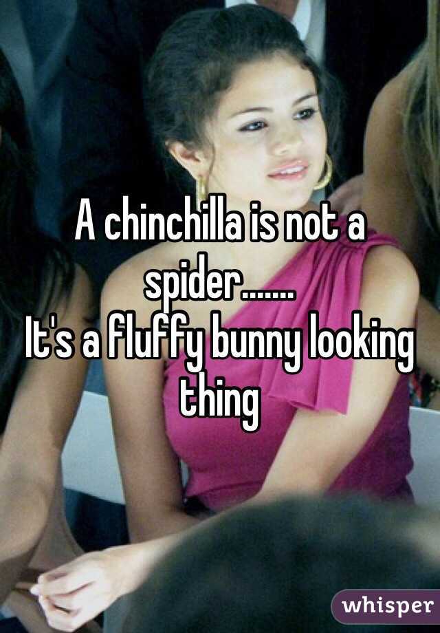 A chinchilla is not a spider....... 
It's a fluffy bunny looking thing 