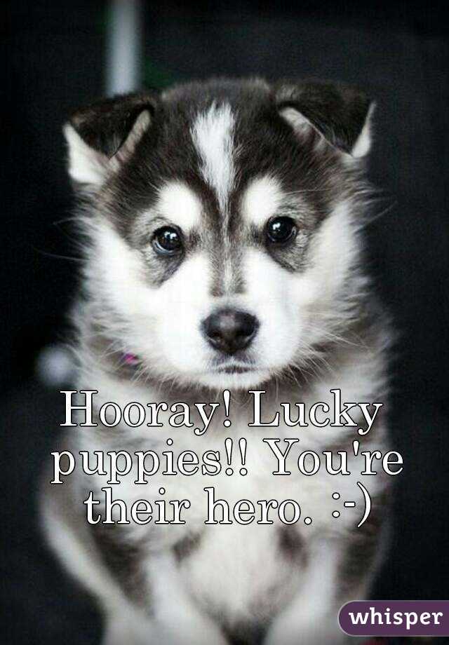 Hooray! Lucky puppies!! You're their hero. :-)