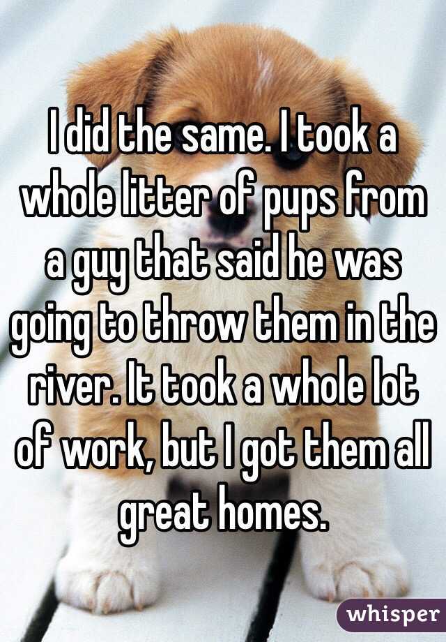 I did the same. I took a whole litter of pups from a guy that said he was going to throw them in the river. It took a whole lot of work, but I got them all great homes. 