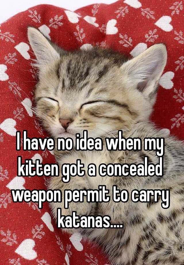 I have no idea when my kitten got a concealed weapon permit to carry katanas....