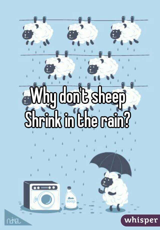 Why don't sheep 
Shrink in the rain? 