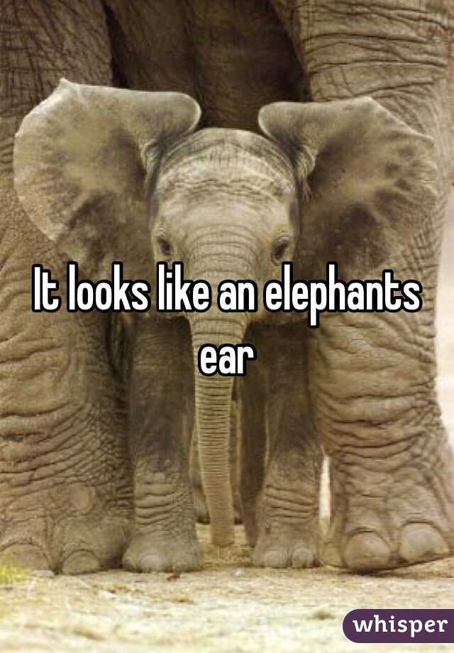 It looks like an elephants ear
