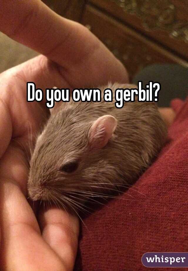 Do you own a gerbil?