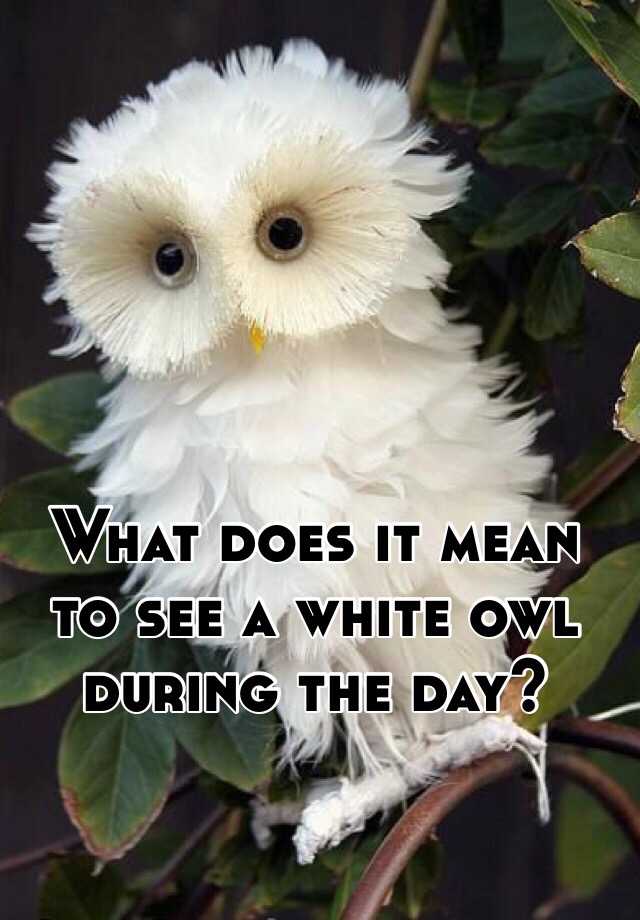 what-does-it-mean-to-see-a-white-owl-during-the-day