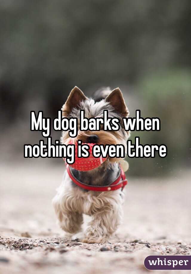 My dog barks when nothing is even there