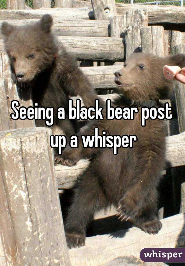 Seeing a black bear post up a whisper
