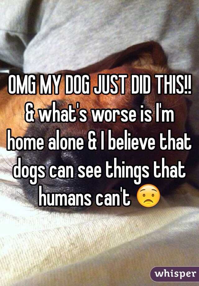 OMG MY DOG JUST DID THIS!! & what's worse is I'm home alone & I believe that dogs can see things that humans can't 😟