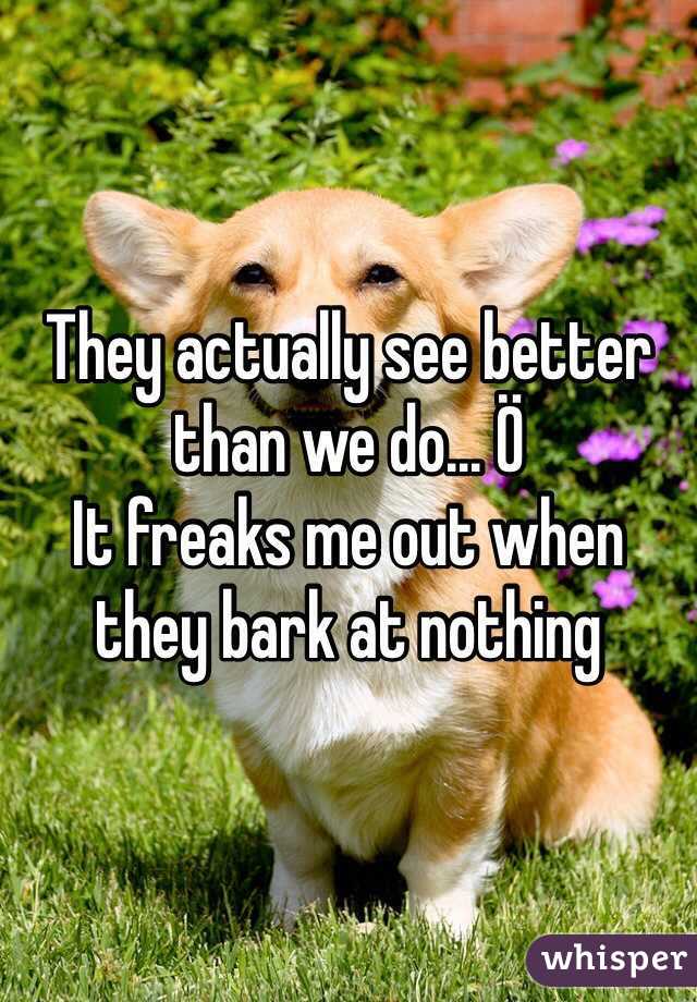 They actually see better than we do... Ö 
It freaks me out when they bark at nothing