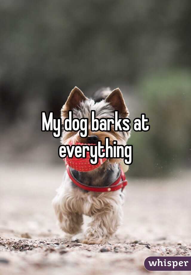 My dog barks at everything