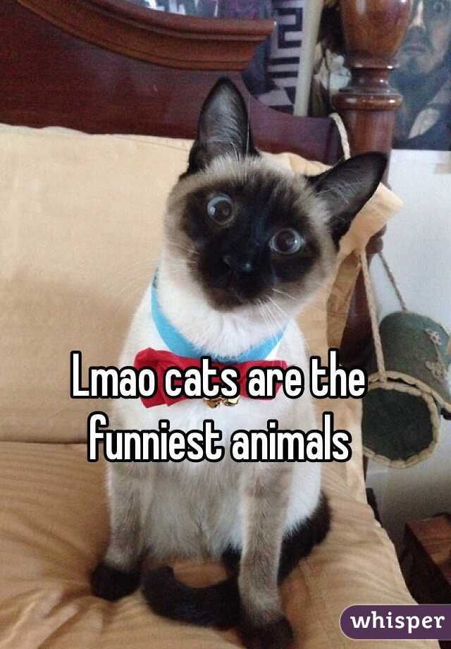 Lmao cats are the funniest animals 
