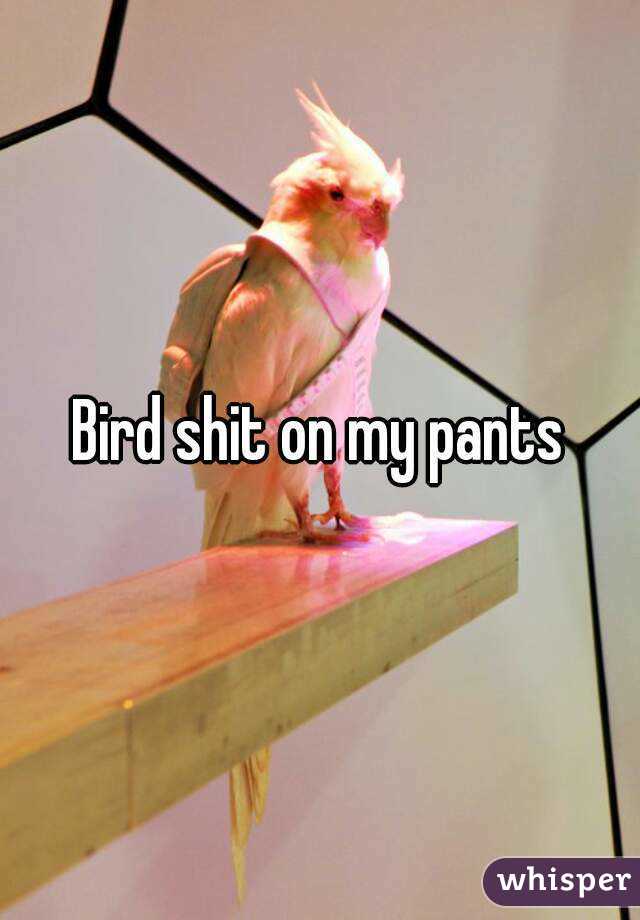 Bird shit on my pants
