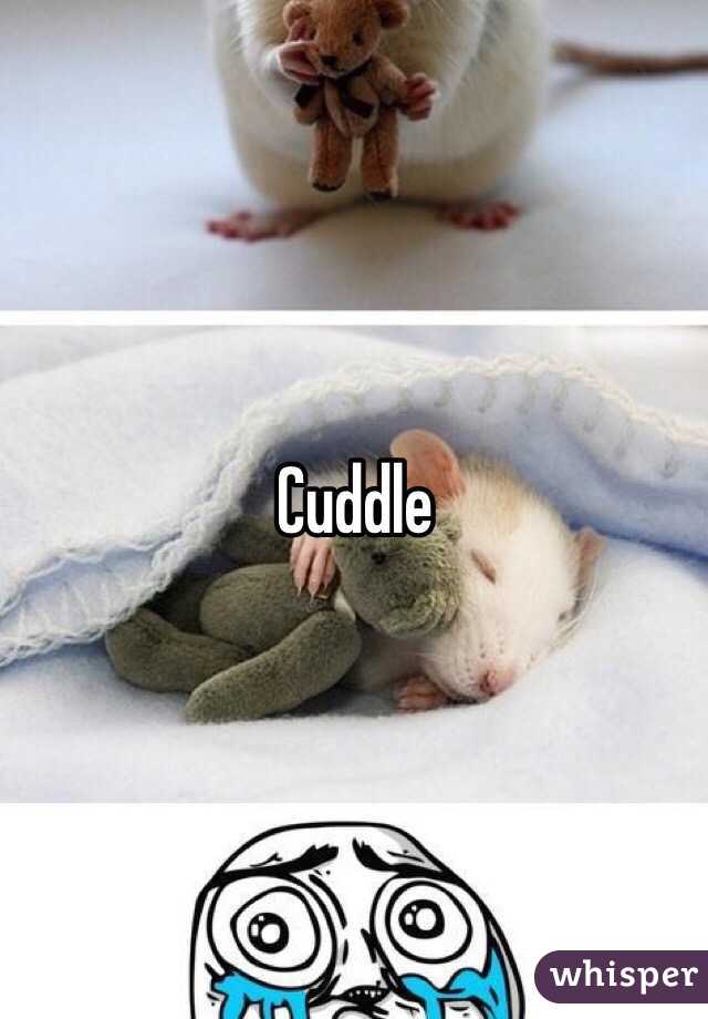 Cuddle 