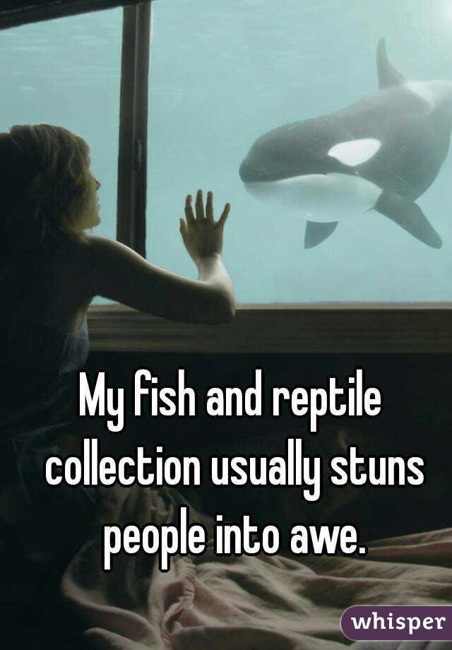 My fish and reptile collection usually stuns people into awe.