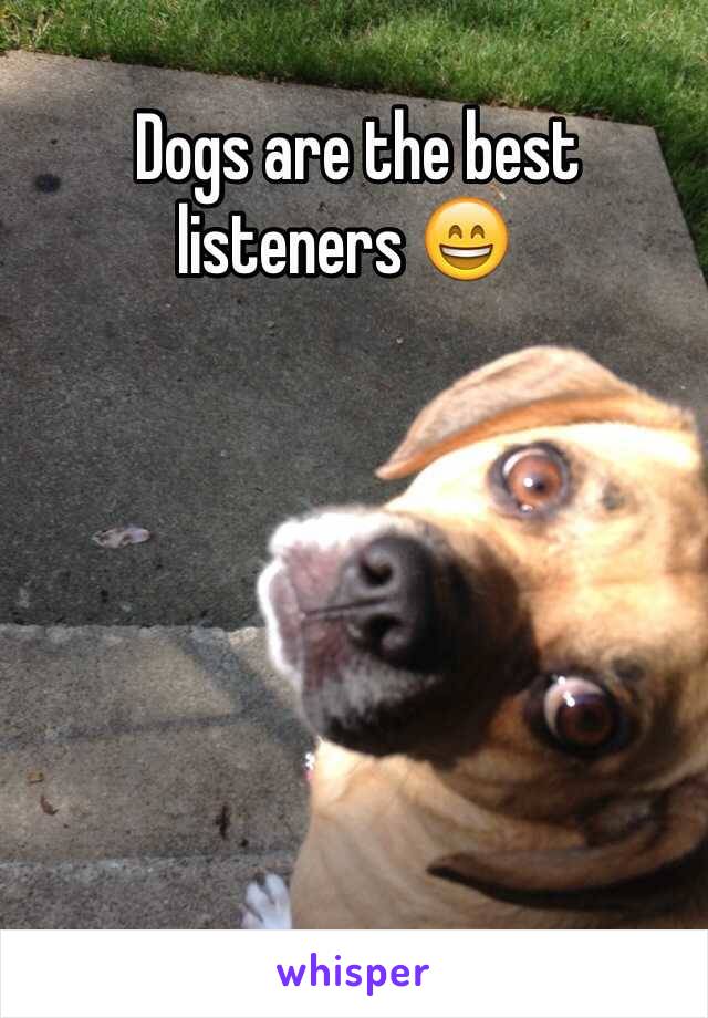   Dogs are the best listeners 😄