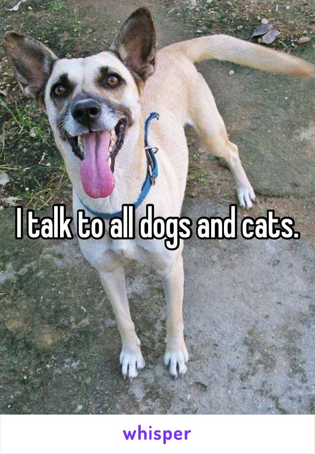 I talk to all dogs and cats. 
